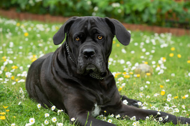 Cane Corso is one of the Scariest Dog Breeds