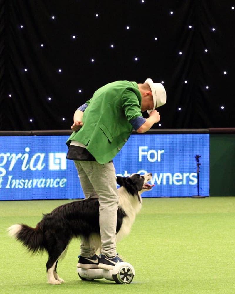 A Border Collie performing with its owner