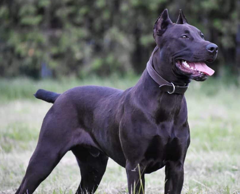 Black Canis Panther outdoors