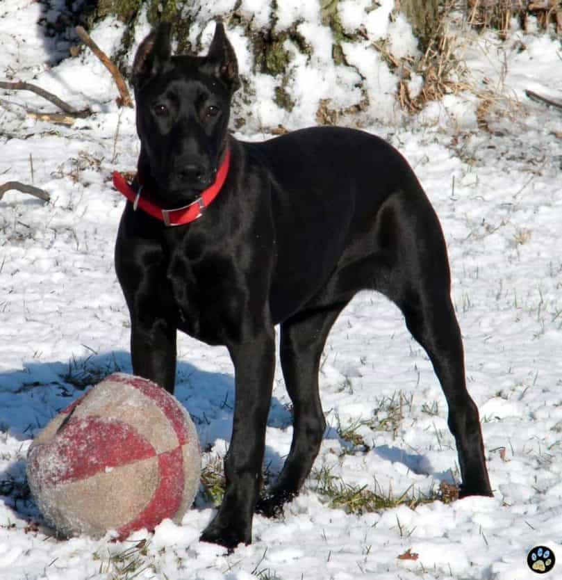 Canis Panther puppy playing in the snow