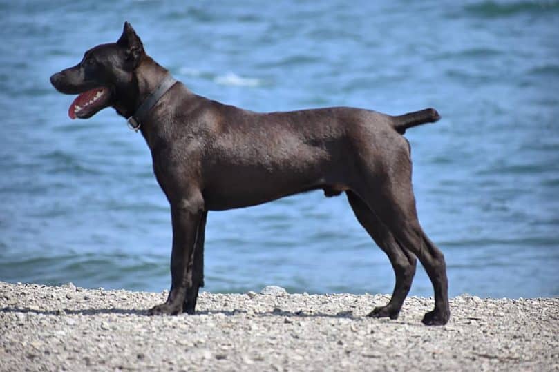 Canis Panther standing by the water