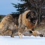 Portrait of Shepherd of the caucasus dog.