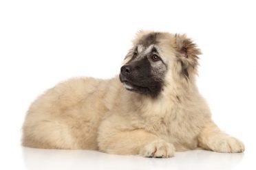 Caucasian shepherd puppy lying on white background