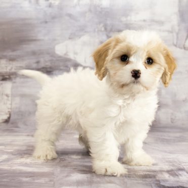 Cavachon