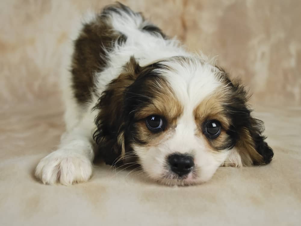 Brown and white Cavachon