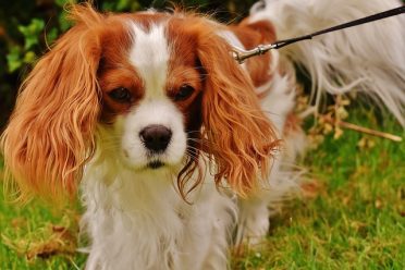 CavalierKingCharlesSpaniel