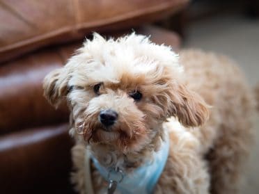 Cavapoo