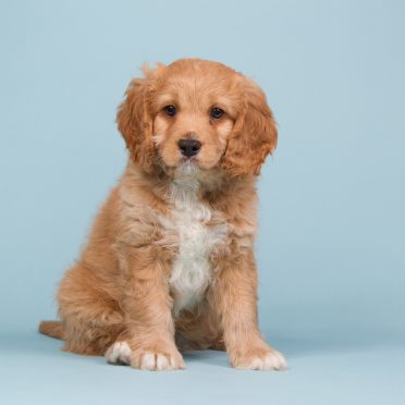 Cavapoo sitting on a blue background