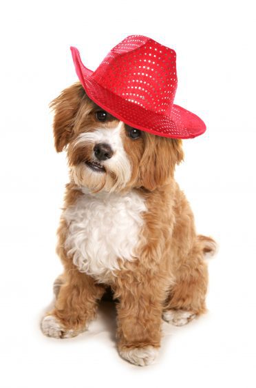 Cavapoo wearing red cowboy hat