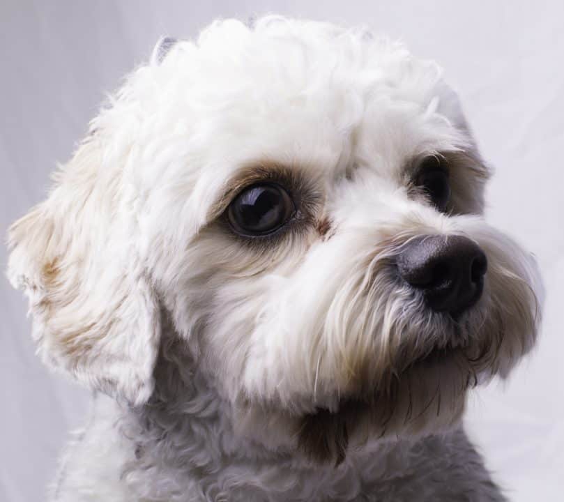 Close up of Cavapoo Dog