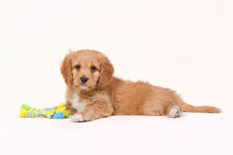 Apricot colored cavapoo puppy with a toy laying on a white background