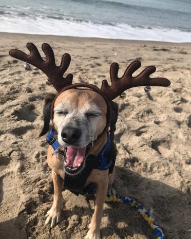 A Beagle Chihuahua mix enjoying a trip to the beach