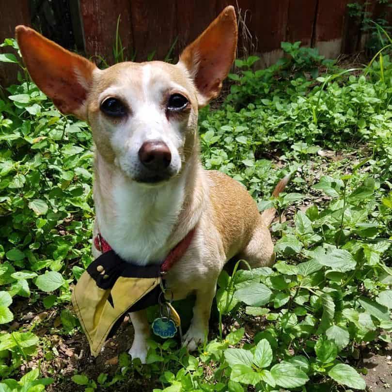 Chigi with big ears sitting outside in the grass