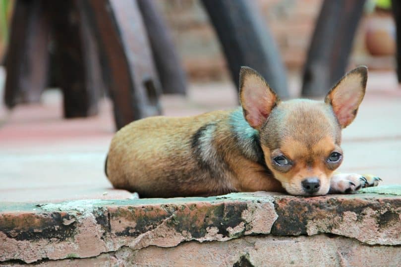 Chihuahua laying on the ground outside