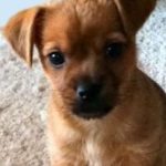 chihuahua dachshund mix