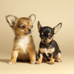 chihuahua puppies