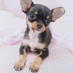 chihuahua puppies