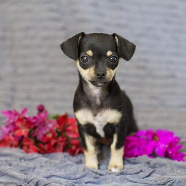 Chihuahua Terrier Mix