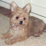 Chihuahua Yorkie Mix