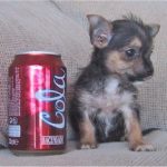 Chihuahua Yorkie Mix