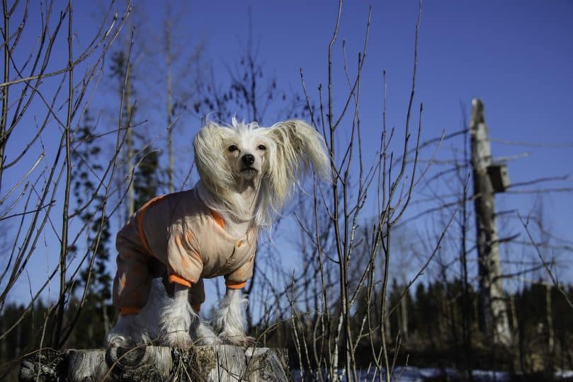 White Chinese Crested wearing a sweater outdoors