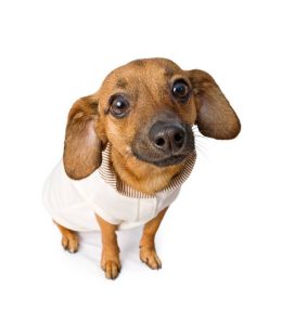 chihuahua doxie dog wearing a pink and brown outfit. Isolated on white.