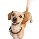 A cute young Dachshund and Chihuahua cross-breed puppy dog with motion blur from a wagging tail. Isolated on white.