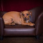 Cute chihuahua doxie dog enjoying a well deserved rest on couch