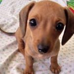 chiweenie