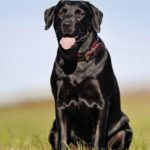 chow lab mix