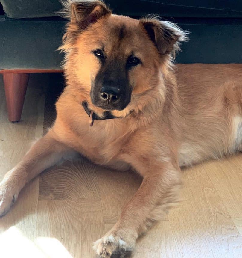 German Shepherd Chow mix