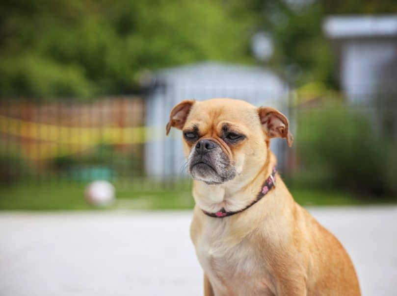 Chihuahua Pug, Chug