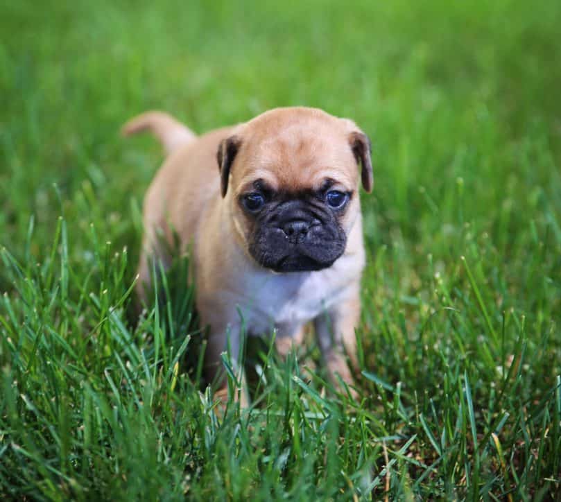 Chug puppy standing in grass