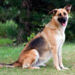 collie-german-shepherd-mix-6