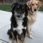 collie-shepherd-mix-7