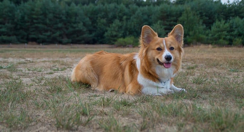 Corgi laying outside on the grass