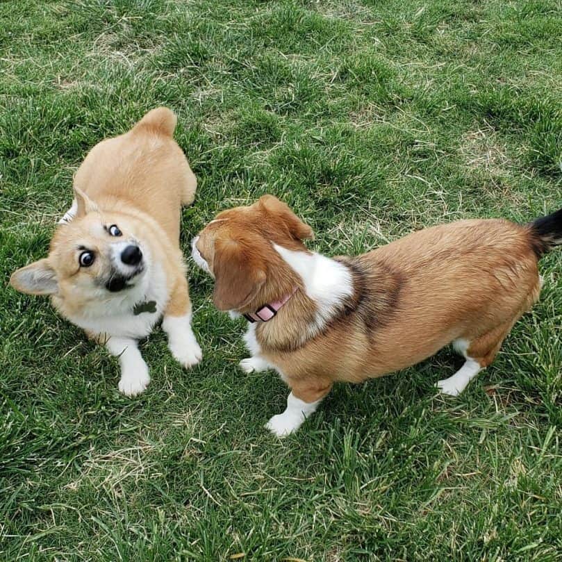 Corgi and Corgi Beagle Mix playing together on the grass