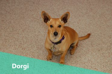 Corgi Dachshund Mix also known as Dorgi