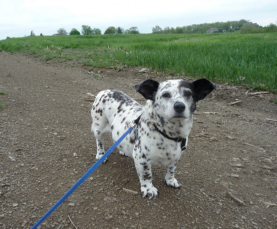 Corgi-Dalmatian-Mix