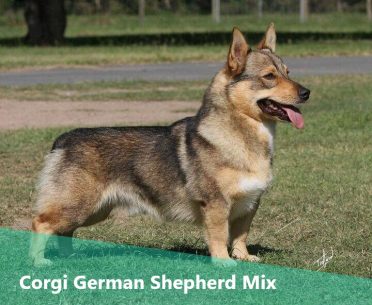 Corgi German Shepherd Mix,also known as Corman Shepherd