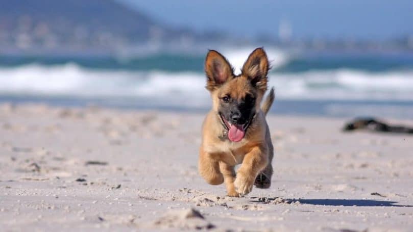 German Shepherd and Corgi mix