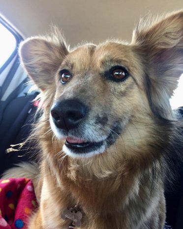 German Shepherd & Corgi mix