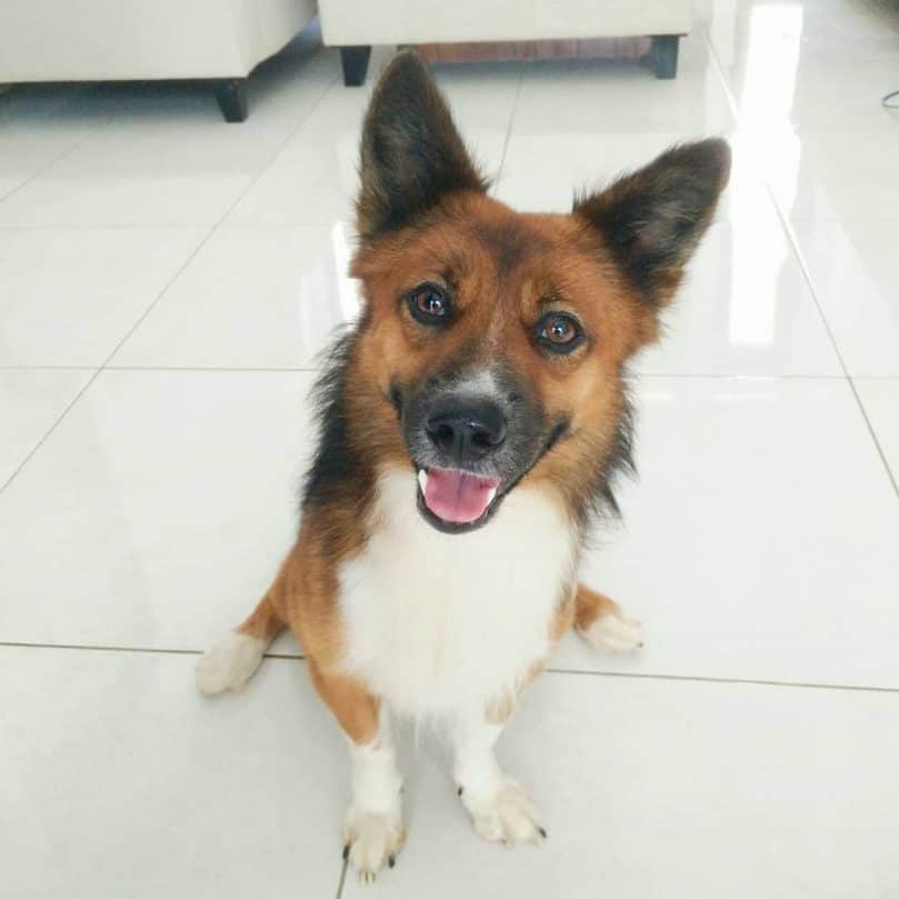 German Shepherd and Corgi mix