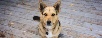 German Shepherd and Corgi mix