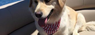 Corgi Golden Retriever Mix living its best life on a boat