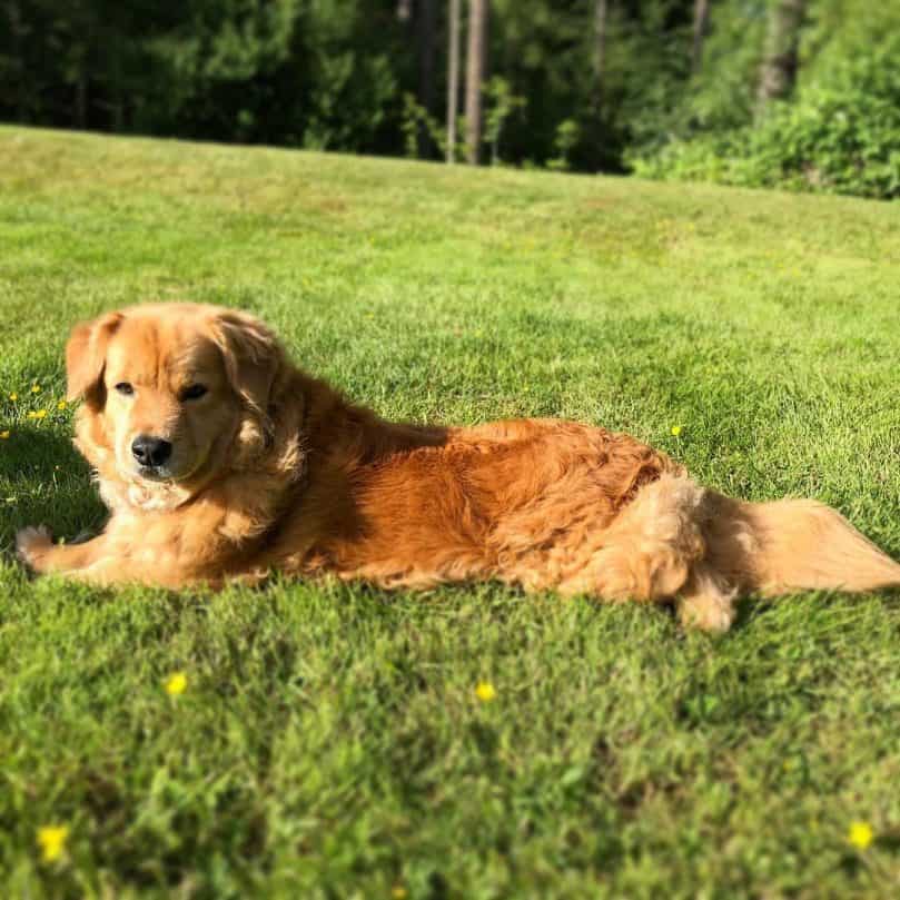 Corgi Golden Retriever lying on the grass in a field