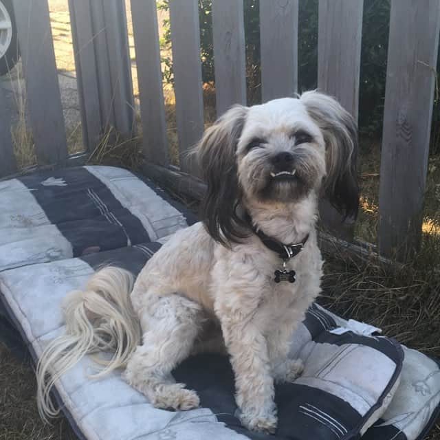 Chinese Crested-Pekingese Mix in the backyard