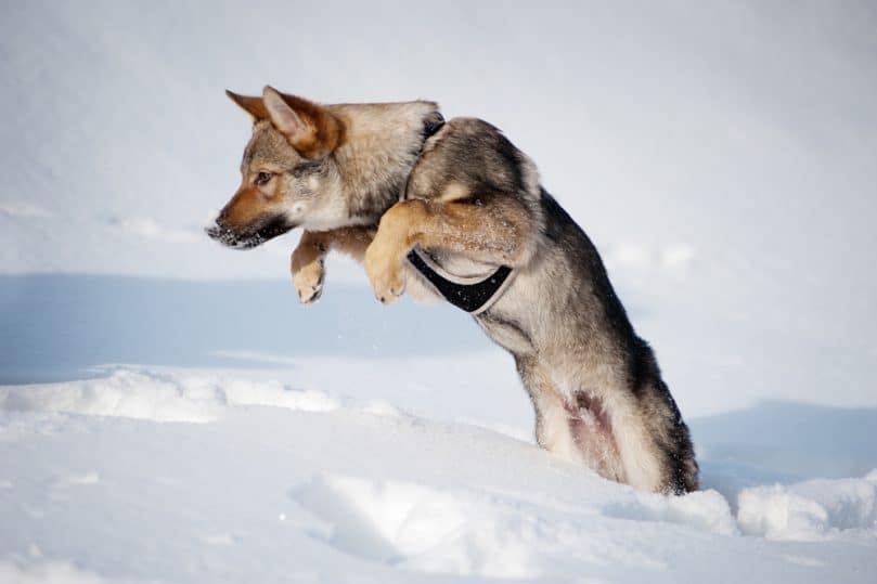 Czechoslovakian Wolfdog jumping over the snow