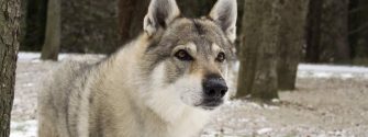 Portrait of a Czechoslovakian Wolfdog snow and trees in the background