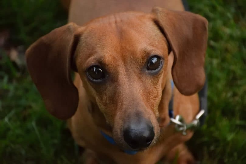 Dachshund looking up at its owner into the camera